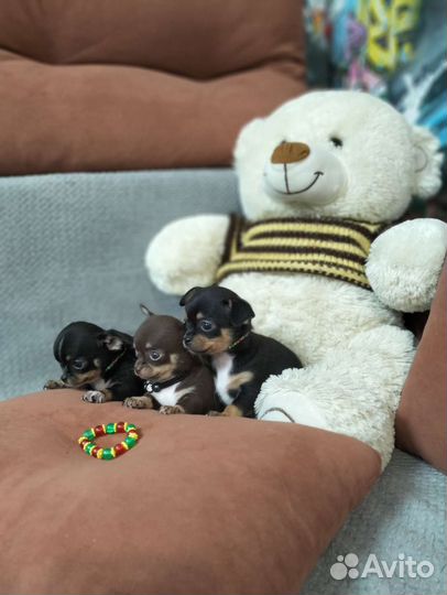 Щенки чихуахуа