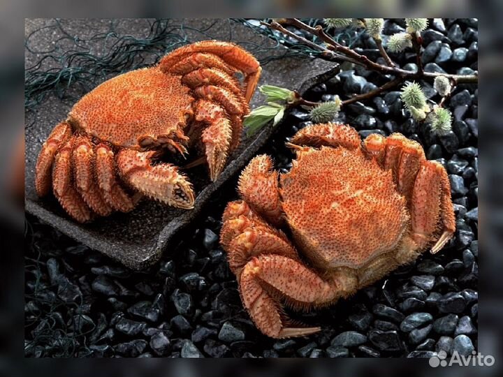 Краб, Креветка, Гребешок