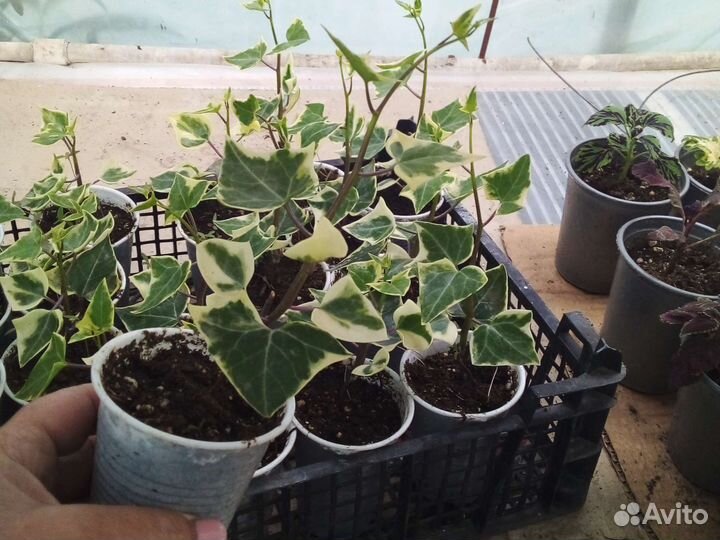 Крестовник