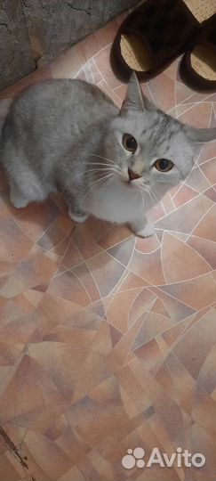 Шотладская кошка