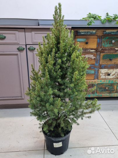 Канадская ель в горшке Conica December