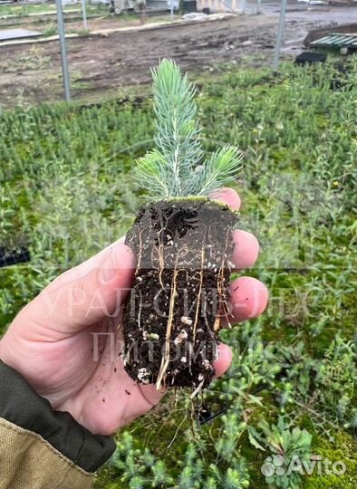 Предзаказ Голубая ель зкс сеянцы