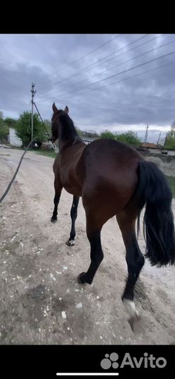 Карачаевский жеребец