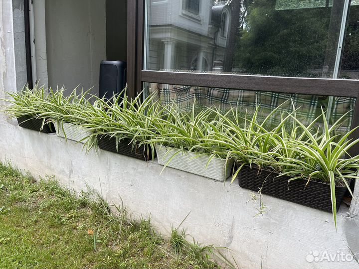 Хлорофитум