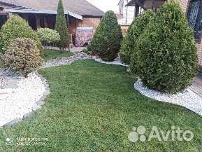 Рулонный газон под ключ