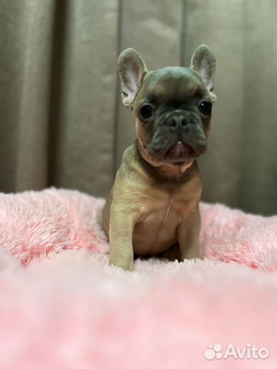 Французский бульдог