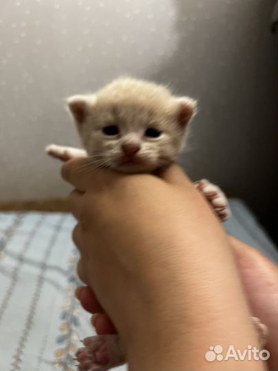 Рыжий котенок девочка