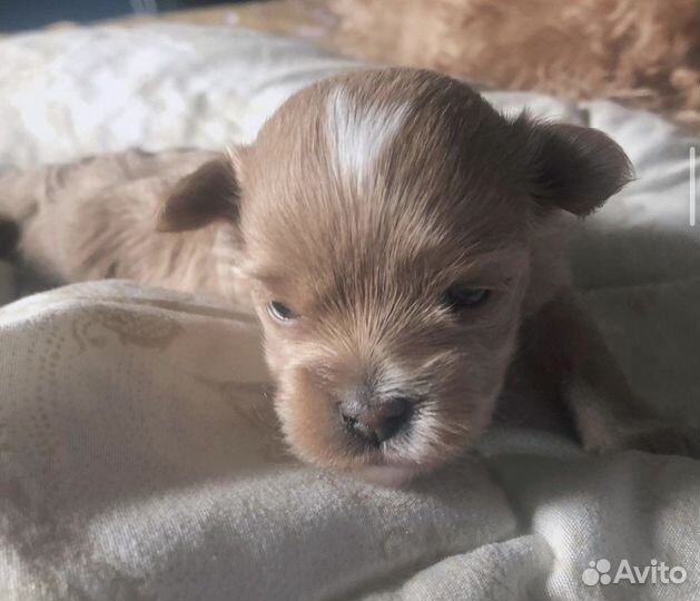 Щенки Мальтипу