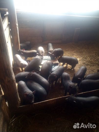 Вьетнамские поросята