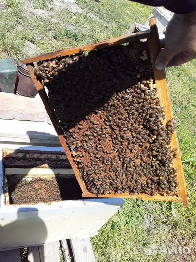 Пчёлопакеты