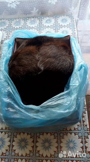 Мужская шапка-формовка из нутрии