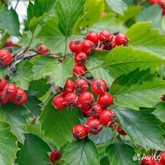 Боярышник плоды