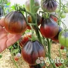 Семена помидор
