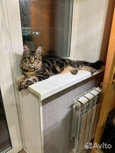 Котик