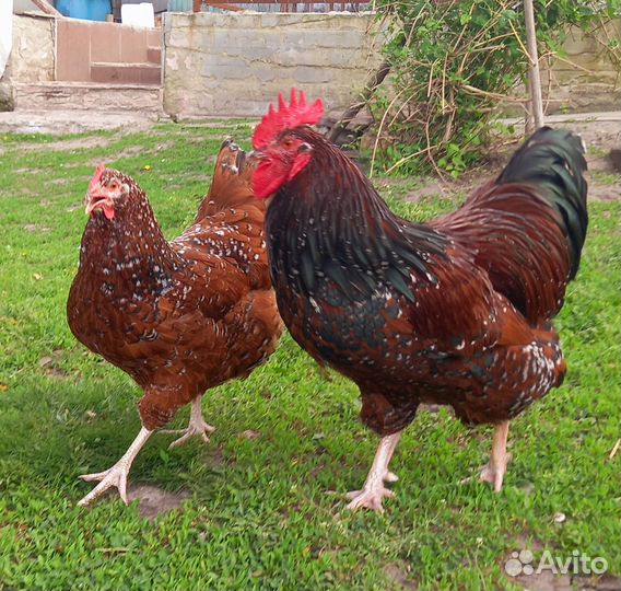Суссекс английский. Инкубационное яйцо