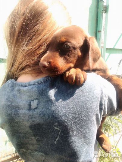 Щенки добермана