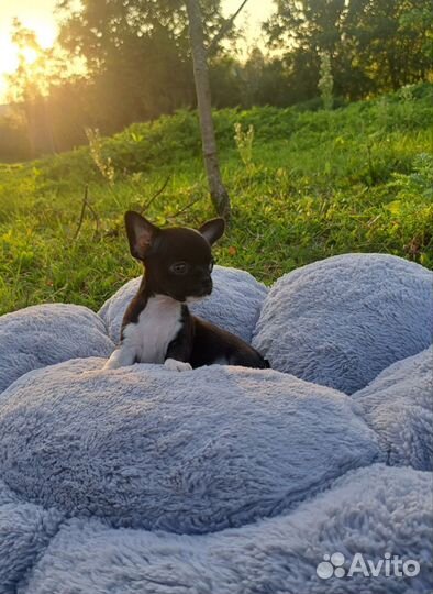 Смородинка