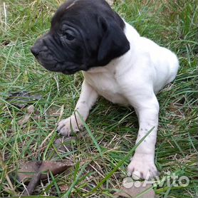 пойнтер - Собаки и щенки🐕 породы Пойнтер: купить недорого во всех регионах  | Цены на собак | Авито