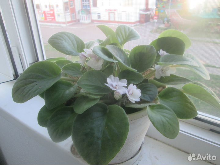 Фиалка домашняя