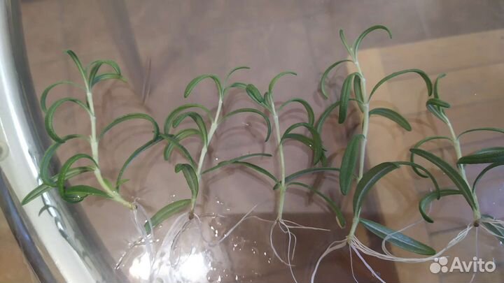 Розмарин широколистный с корнями