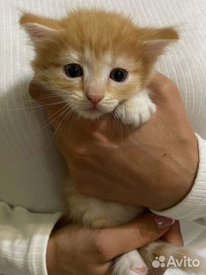 Котята в добрые руки бесплатно