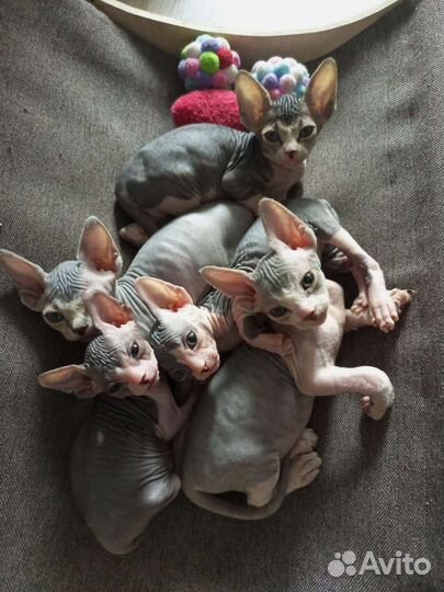 Канадский сфинкс