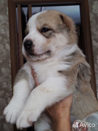 Щенки среднеазиатской овчарки