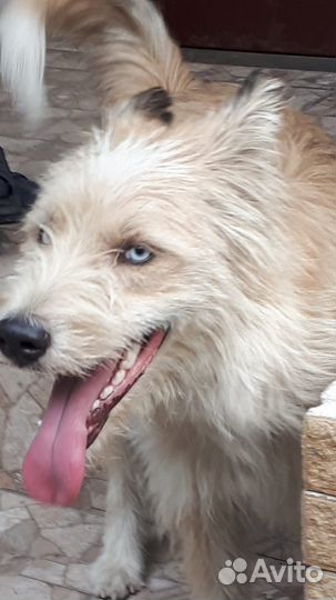 Голубоглазая собачка в добрые руки бесплатно