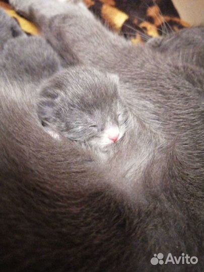 Вязка Британец