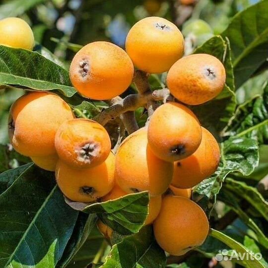 Саженцы мушмулы