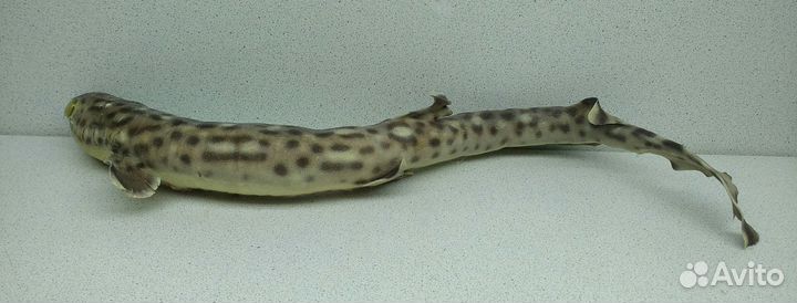 Акула пятнистая 36,7 морской сувенир подарок