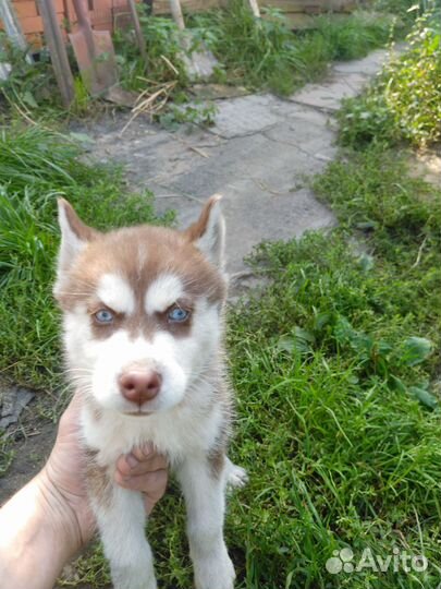 Щенки сибирской хаски