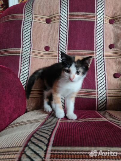 Котята 2 месяца, в добрые руки