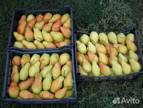 Груша осенняя Талгарская красавица