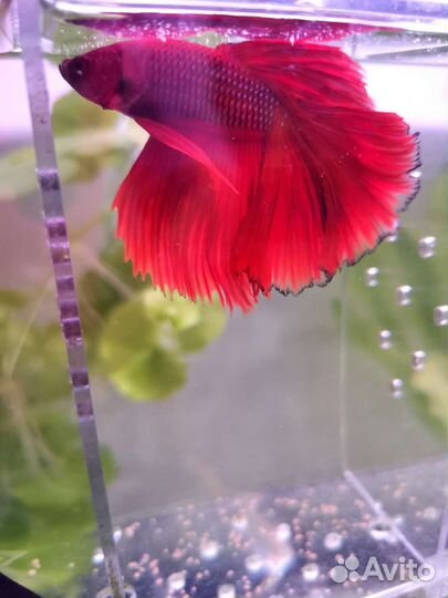 Петушок (Betta, бойцовая рыбка)