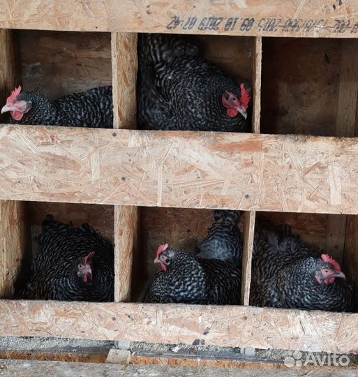 Джерсийский гигант, Мехеленская кукушка, Амрокс