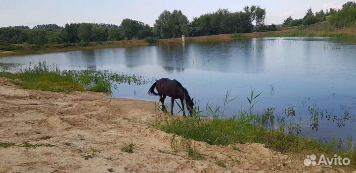 Место для отдыха, с/х животные