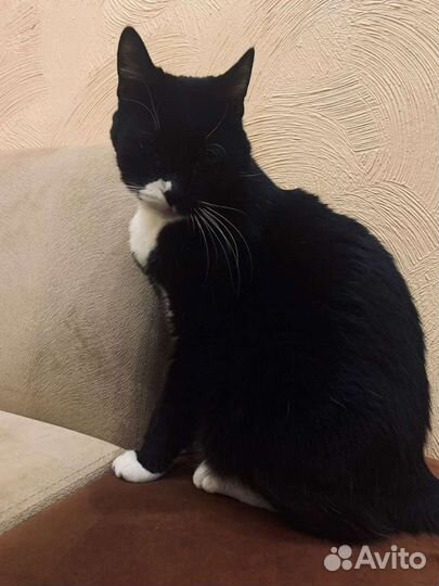 Кошка в дар 1 год, стерилизована
