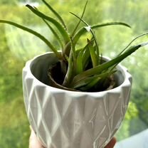 отдам даром для - Купить растения 🌱 в Москве: цветы