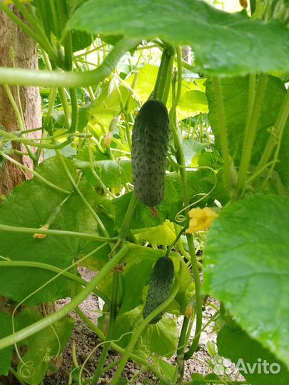 Огурцы свежие