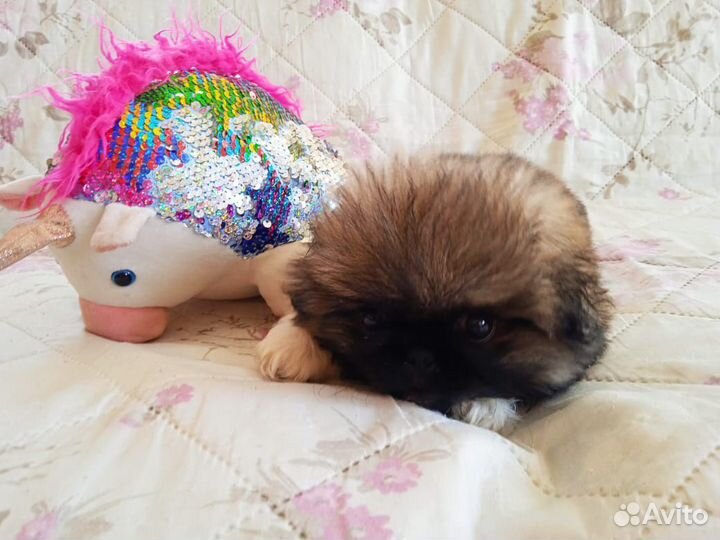 Щенок Пекинеса