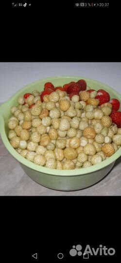 Рассада земляники