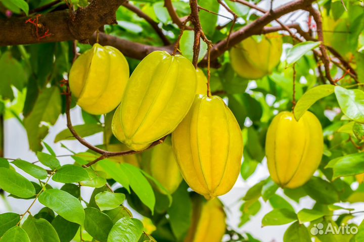 Карамбола Averrhoa carambola