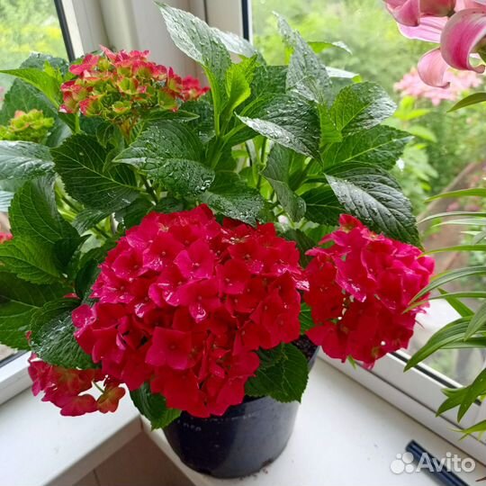 Гортензия крупнолистная, двухлетка