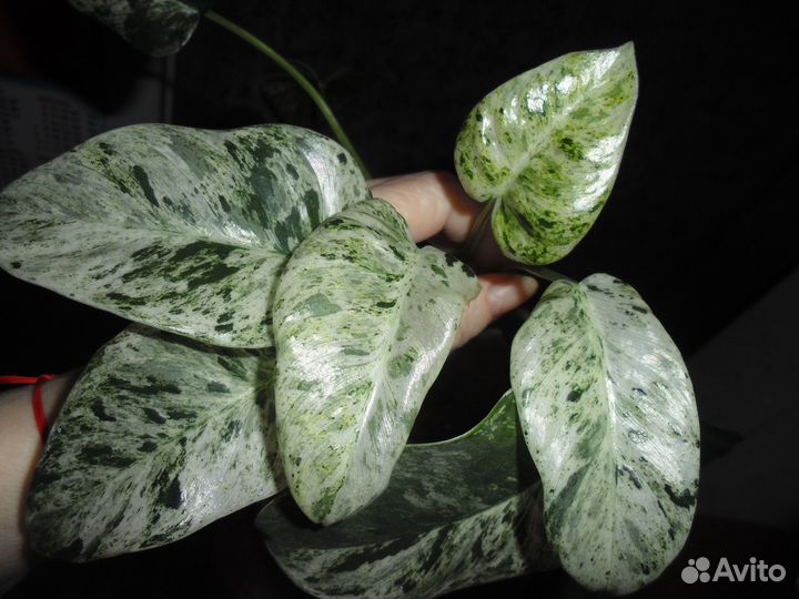 Филодендроны сортовые