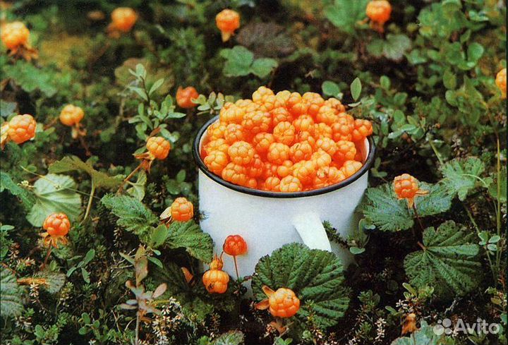 Морошка, семена