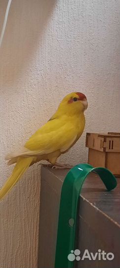 Какарик- Самка 6 месяцев