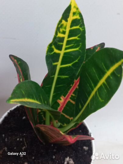 Кодиум кротон петра