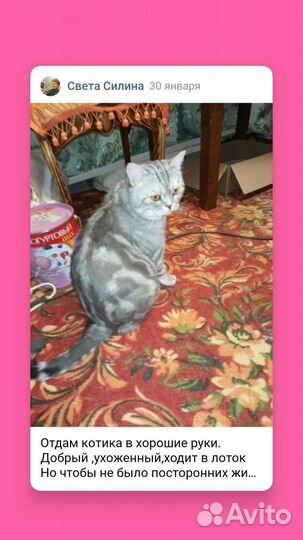 Отдам кота
