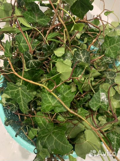 Плющь вечно зеленый